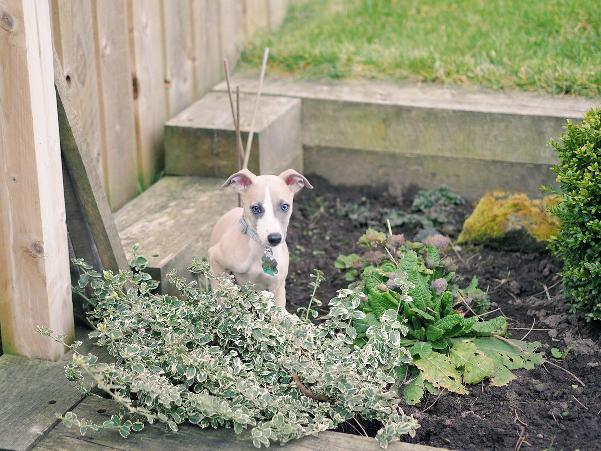 hashtagtype's tweet image. My new lovely little work companion 😍🐶❤️ #whippet #pets #WorkFromHome #GraphicDesigner