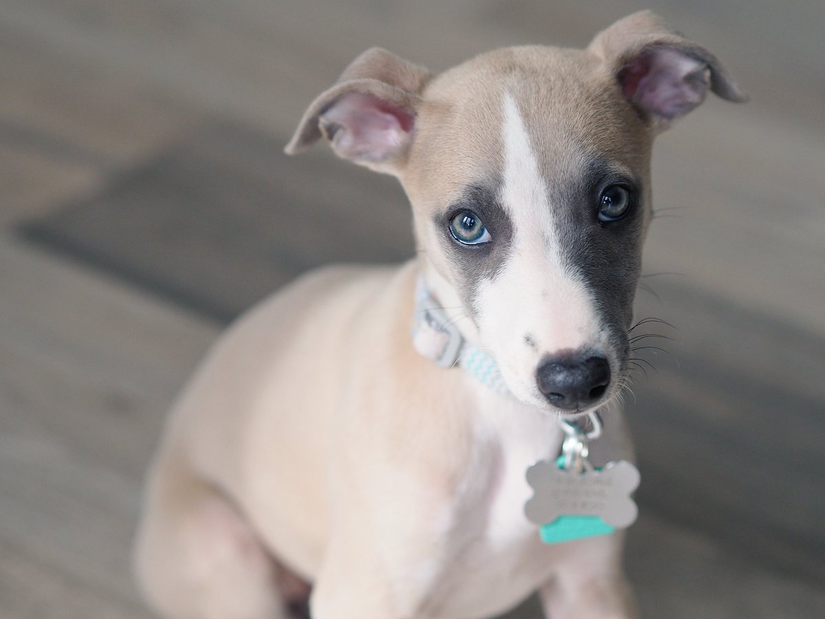 hashtagtype's tweet image. My new lovely little work companion 😍🐶❤️ #whippet #pets #WorkFromHome #GraphicDesigner