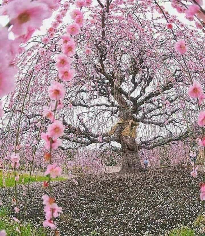 Happy Easter Weekend 💗💗🐇🐰🐣🐣🌸🌸🌸🌺🌺