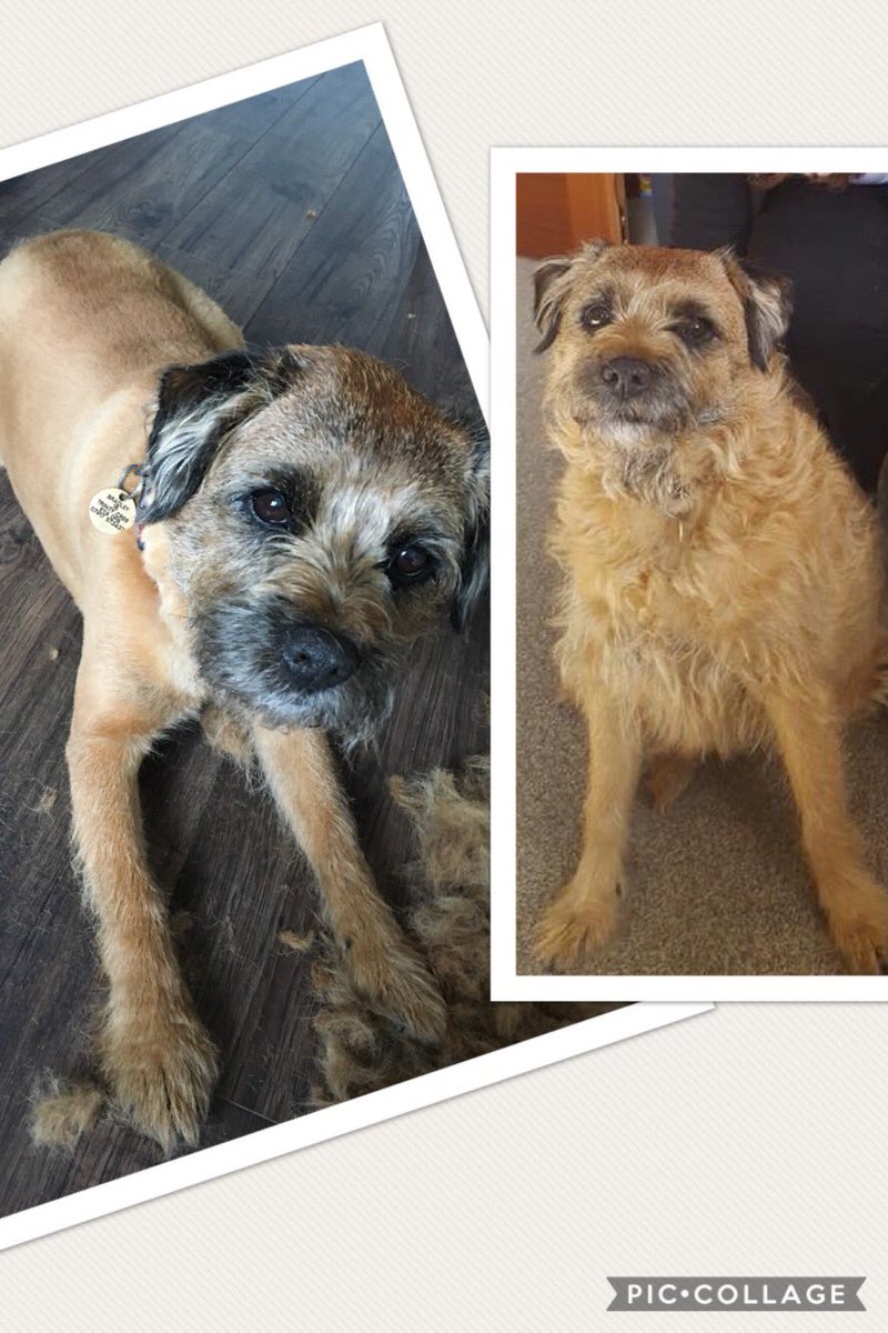 My mama says I look even more handsome after my first haircut of the year! #btposse #borderterrier