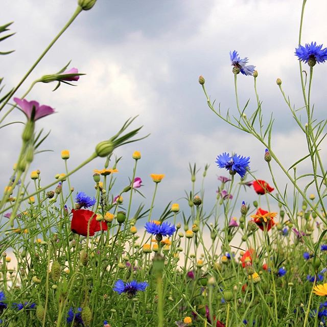 Join the 2018 #wildflowerchallenge ! Plant wildflowers everywhere and #savebees!! seedball.co.uk