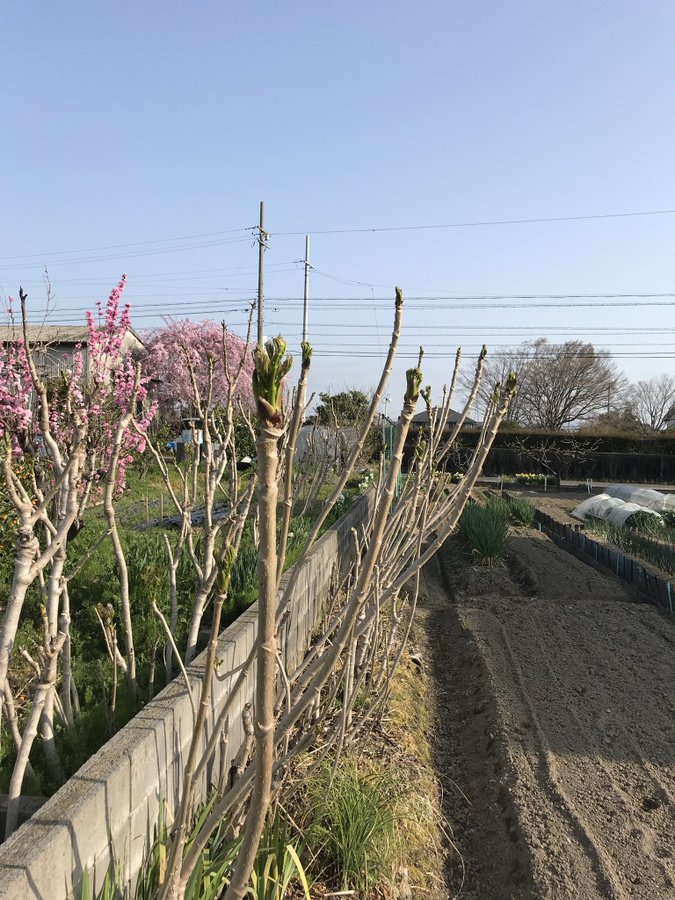 タラの木を植えてはいけない3つの理由 無数のトゲ 無限増殖 虫の大量発生