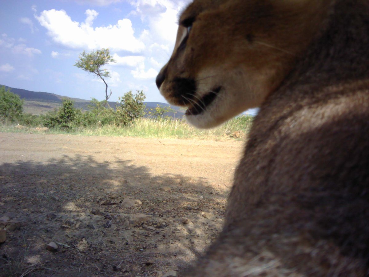 JoTaylorWild's tweet image. Apparently this @PantheraCats #cameratrap is in such a perfect viewing spot that this #carcal wanted to get in on the game watching action for your #caturday photo. This guy plopped down in front of the camera for several minutes before disappearing from the camera’s view.