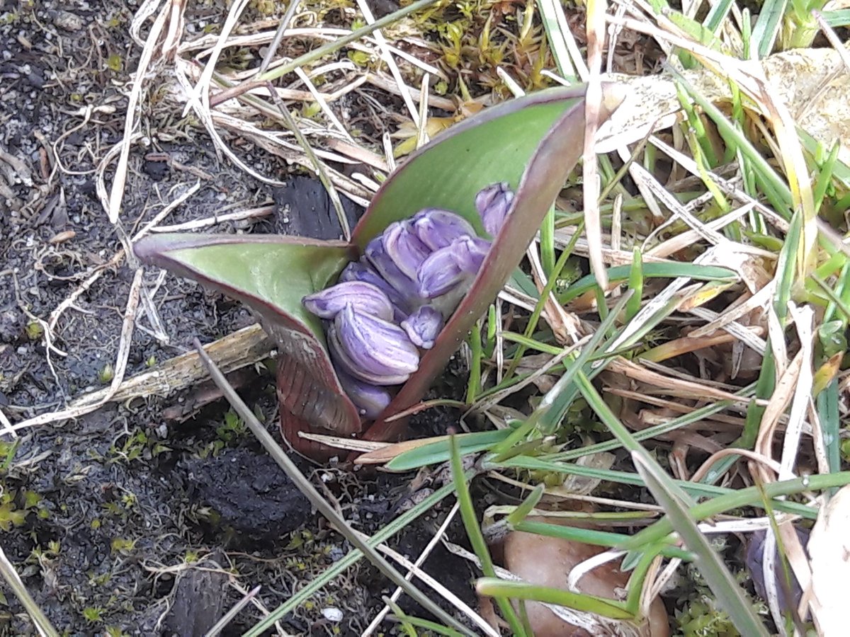 civielploeg's tweet photo. @MonumentMH17 De lente in aantocht: de 17.0714 #sneeuwroembolletjes @iBulb steken de kop uit het gras @BarenbrugNL 
Nog enkele weken en de 298 herdenkingsbomen @EbbenTrees staan ook in bloei. 
Onderhoud door @KrinkelsBV en toezicht door @buroboot. Herdenken met respect. https://t.co/XpJIpdV0H9