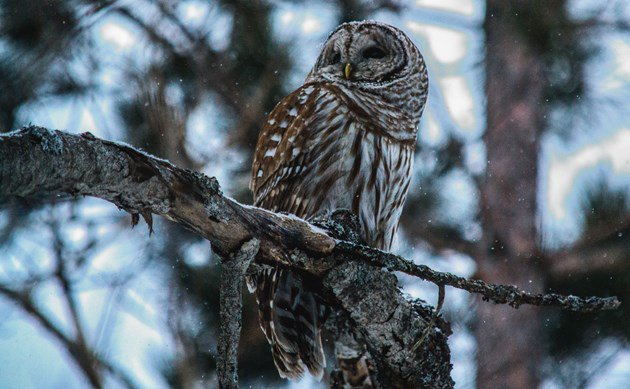 Local bird care centre too crowded for visitors. #ottnews #ottcity #Ottawa  ottawamatters.com/local-news/loc… https://t.co/pcxdftW25a