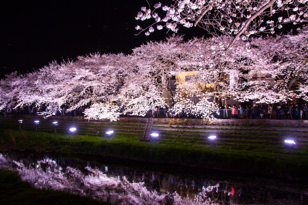 Miya 18 03 30 桜 野川ライトアップ 一夜限りのライトアップ 素敵でした 桜 夜桜 夜桜ライトアップ 野川 野川ライトアップ Cherryblossoms