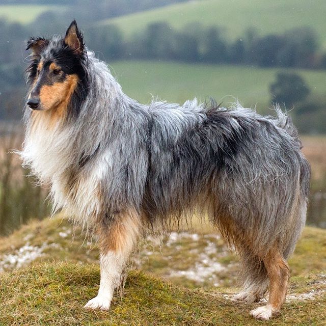 Dusty_R_Collie's tweet photo. A soggy collie in the rain ☔️ 🌧 💦 #whydoesitalwaysrainonme #andmyfloof #isitbecauseichasedasquiwwelwheniwasseventeenmonths #rainraingoaway #soggydoggy #soggyfloof #collie #roughcollie #bluemerle #petsofinsta #dogoftheday #dailyflufffeature #weeklyflu… https://t.co/pYcUTl2yxn https://t.co/zQcRTOYF2F