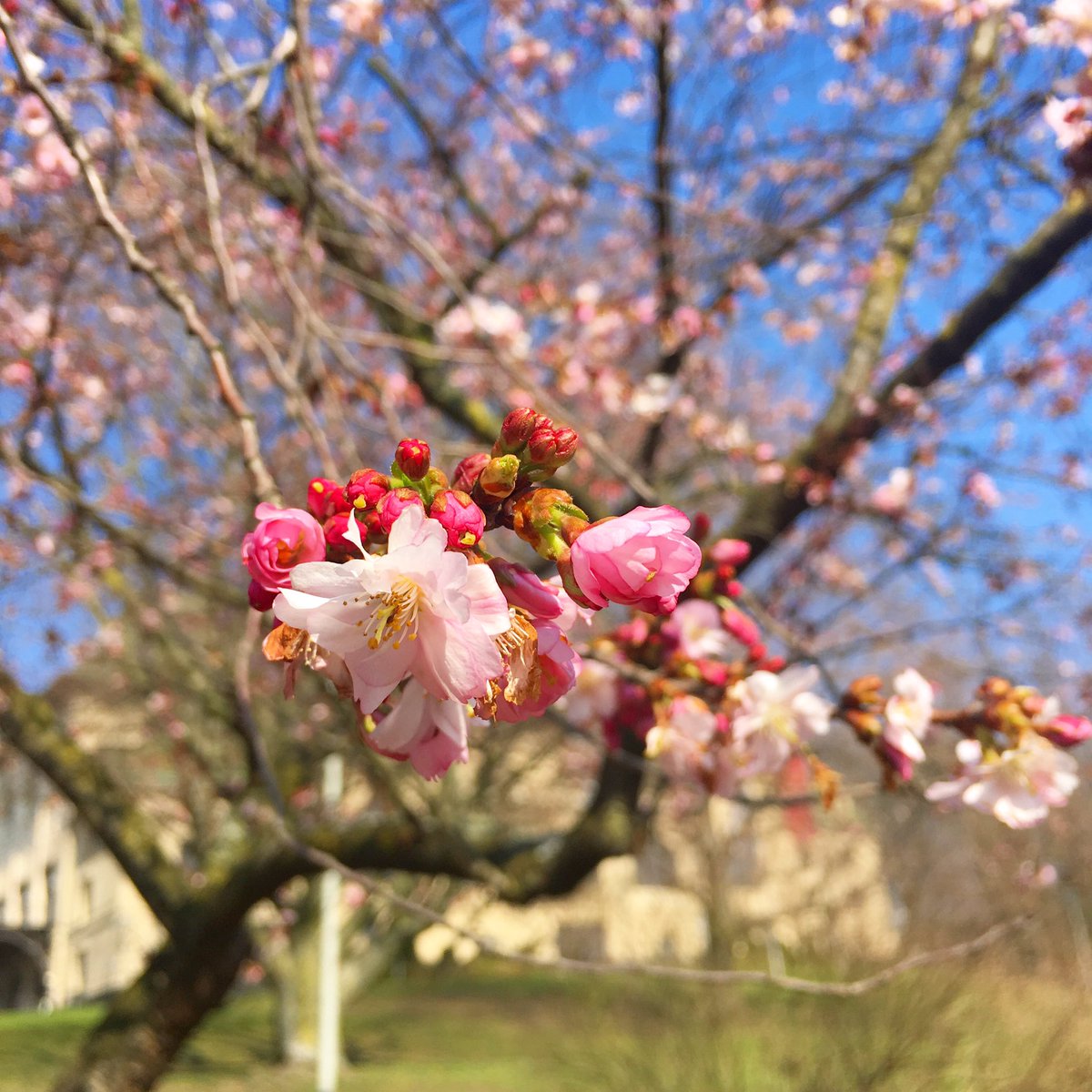 Frühling an der KFH 🌸#mg_anders_sehen #gladbach #spring