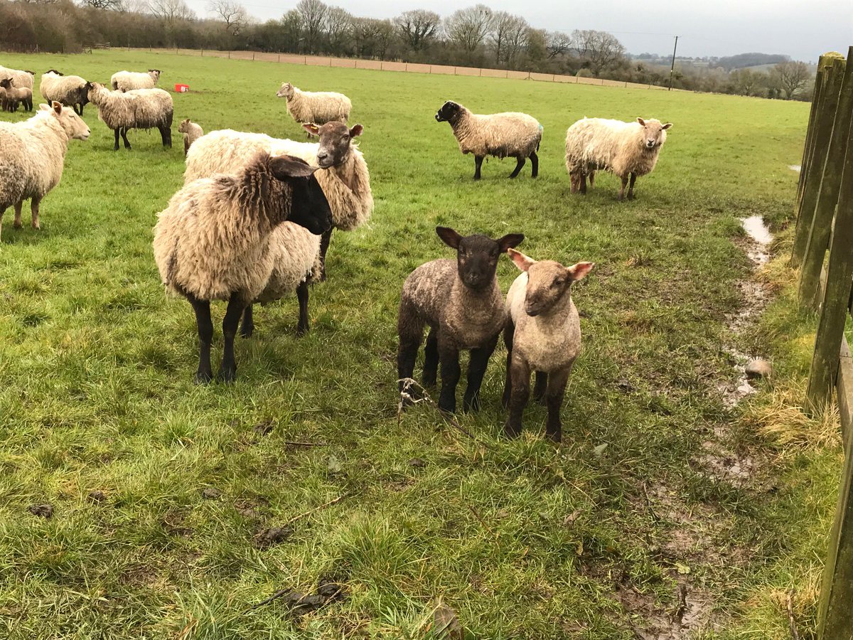 Weather has been against us but so far all are thriving #Lambing18 #lovelambs #sheep365