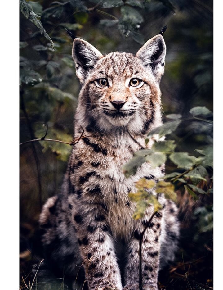 LynxmaniaCo's tweet photo. Browse our website https://t.co/CUcGJNHfS1 and discover our brand new collection with 30% reduced. ISE FRESHIPPING100 to get free shipment to your order. #lynx #lynxmania #Clothing #fashion #Wildcats #cats #catlover #lynxnation #tshirtdesign #Hoodies #feline #felines #giveaway https://t.co/YNDKaFhx27