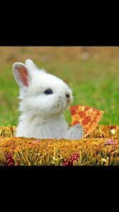 Baking at Grange Farm Campsite Brighstone from 5pm this evening @grangefarmholidays @iowgreenbarn #goatscheesepizza