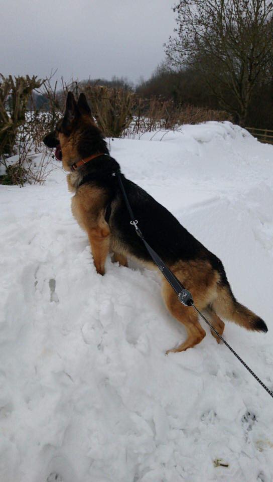 4yr old Holly has been with us since Oct 16, a sweet girl who just needs a home that can give her time to settle 
#dogs
#GermanShepherd 
#Bristol
gsrelite.co.uk/holly-5/