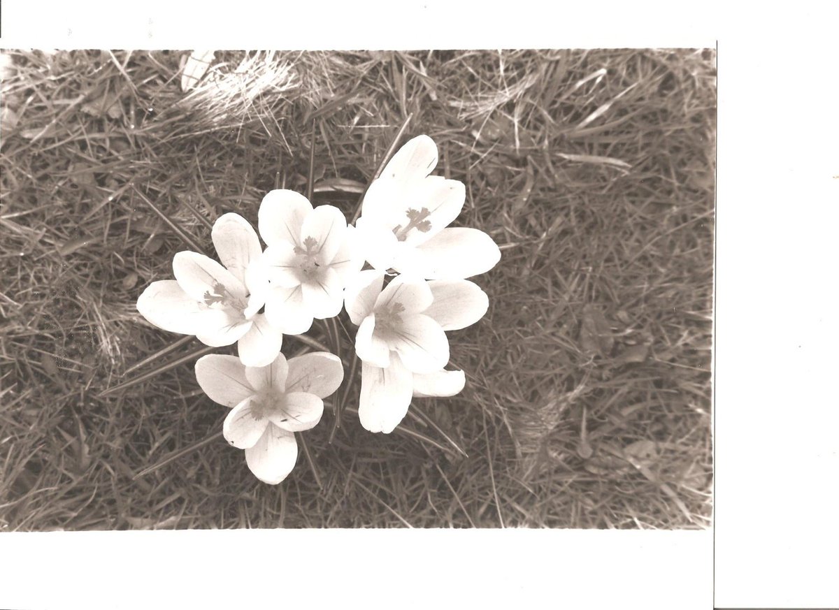 Mendozam's tweet photo. Crocus Homing Falls, WV Vintage 8X10 Black and White Photograph Picture https://t.co/g988XqgnwM #art #photography #blackandwhite #photo #picture #walldecor #photograph #vintage #8x10 #crocus #shopsmall #etsy #spring #springflowers #springflower #springcrocus #pretty https://t.co/bYm9Yrdoql