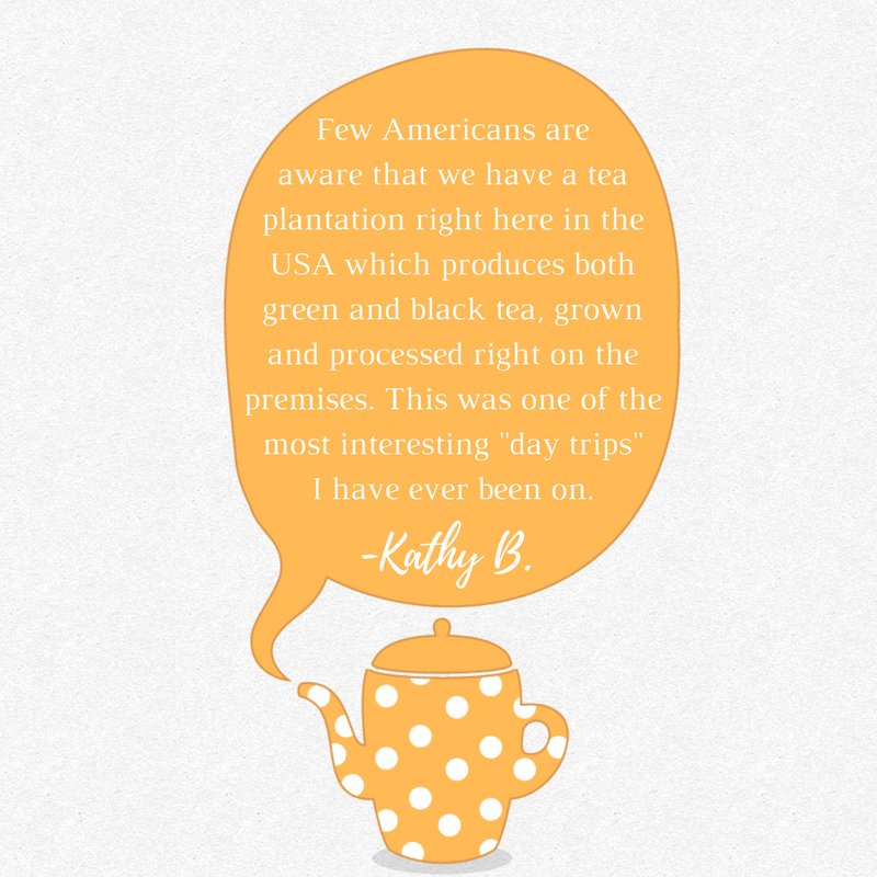 charleston_tea's tweet image. We love hearing what our awesome visitors take away from their trip out to Charleston Tea Plantation! #exploreSC #charlestontea