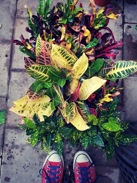 RiverviewTree's tweet photo. Mixed crotons just arrived! $5.99 #multicoloredfoliage #lowerlight #houseplantsrule #housejungle #riverviewgardensandgifts https://t.co/OjIMabICds