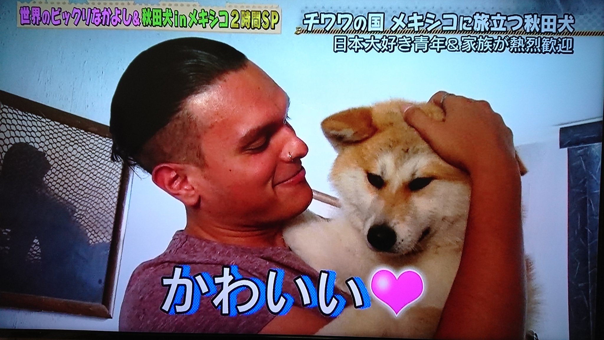 ちょろぎ 3月30日 金 に放送された テレビ東京の どうぶつピース をみた メキシコのグアダラハラで暮らすダミアンさんは大の日本好き 秋田犬と暮らすのが夢だったダミアンさん その夢が叶い 秋田犬の桃との生活がスタート 秋田犬はやっぱり ちょろぎ 3月30日 金 に放送された テレビ東京の どうぶつピース をみた メキシコのグアダラハラで暮らすダミアンさんは大の日本好き 秋田犬と暮らすのが夢だったダミアンさん その夢が叶い 秋田犬の桃との生活がスタート 秋田犬はやっぱり