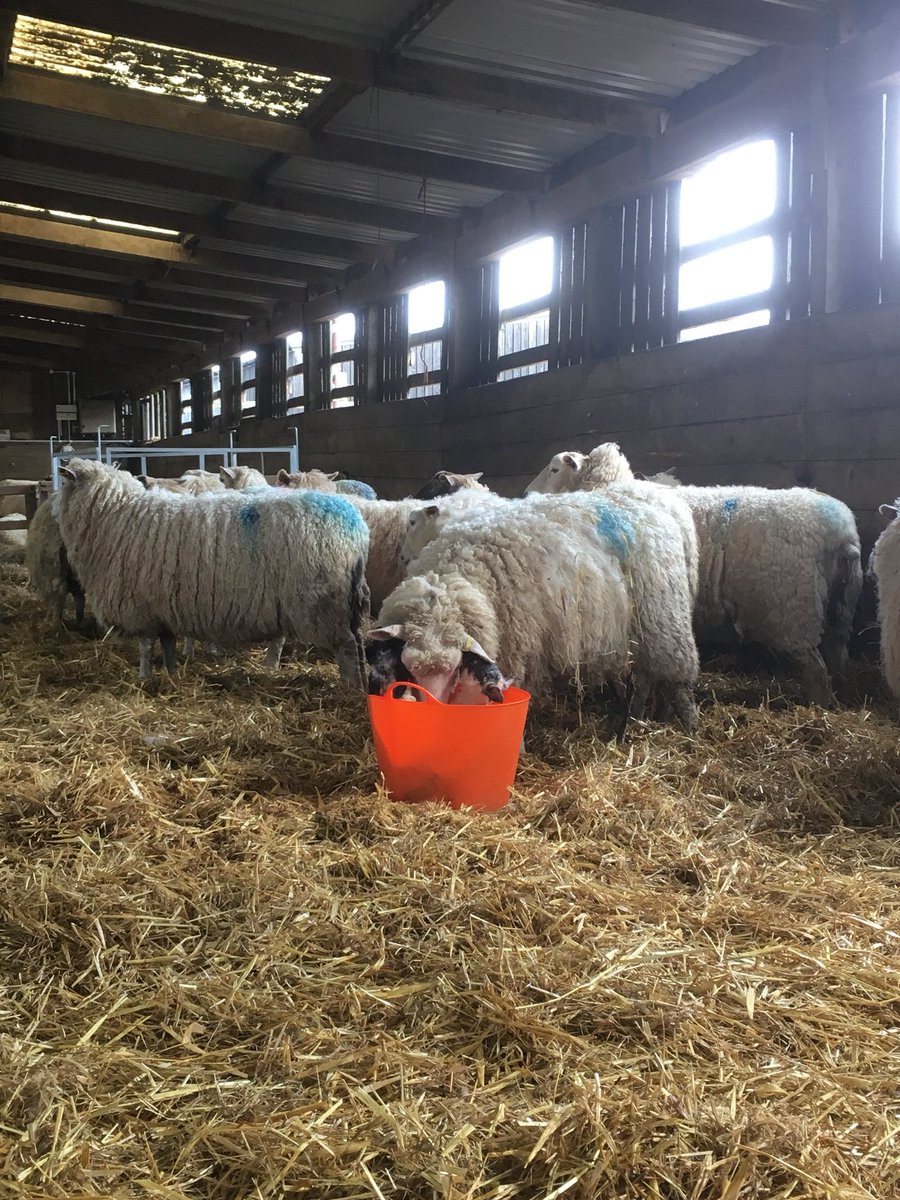 Another adoption success <a href="/FAIfarms/">FAI</a>. Foolproof technique from <a href="/redshepherdess/">Hannah Jackson</a> 100% successful so far 👍