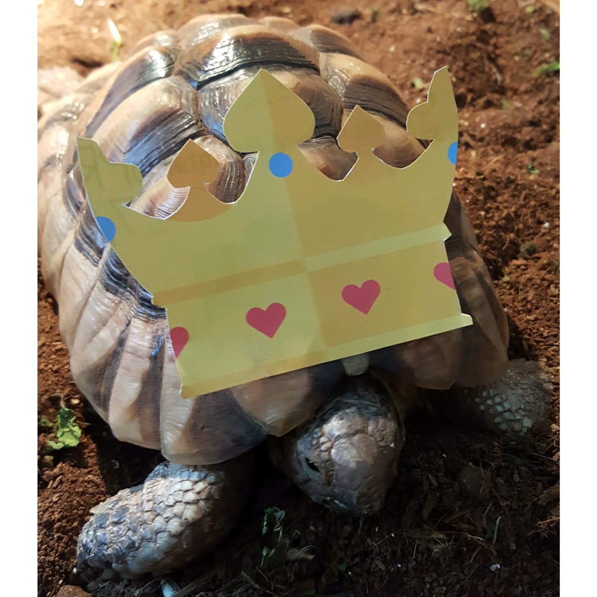PrincessLizy89's tweet photo. #vipcrown #petsathome #RoyalWedding #mabel https://t.co/cEYUYIWuPK