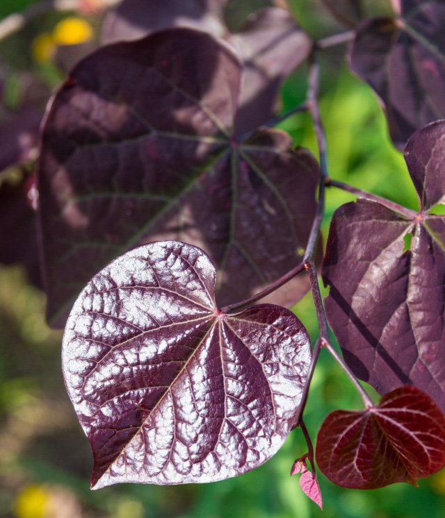 One of our many favorite things about spring are the Redbud trees. The new foliage color breakthroughs make them fantastic from spring to fall. A new dark leaf variety called 'Black Pearl'.  Wow! Look at that shine!
