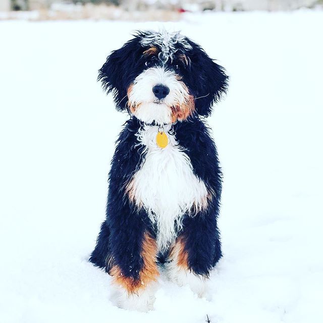 “The person who thinks dogs can't talk doesn't want to learn a second language.” - Mark Winik
・・・
📸 credit: x.com/DogYouKnow1t ift.tt/2uw7YJC