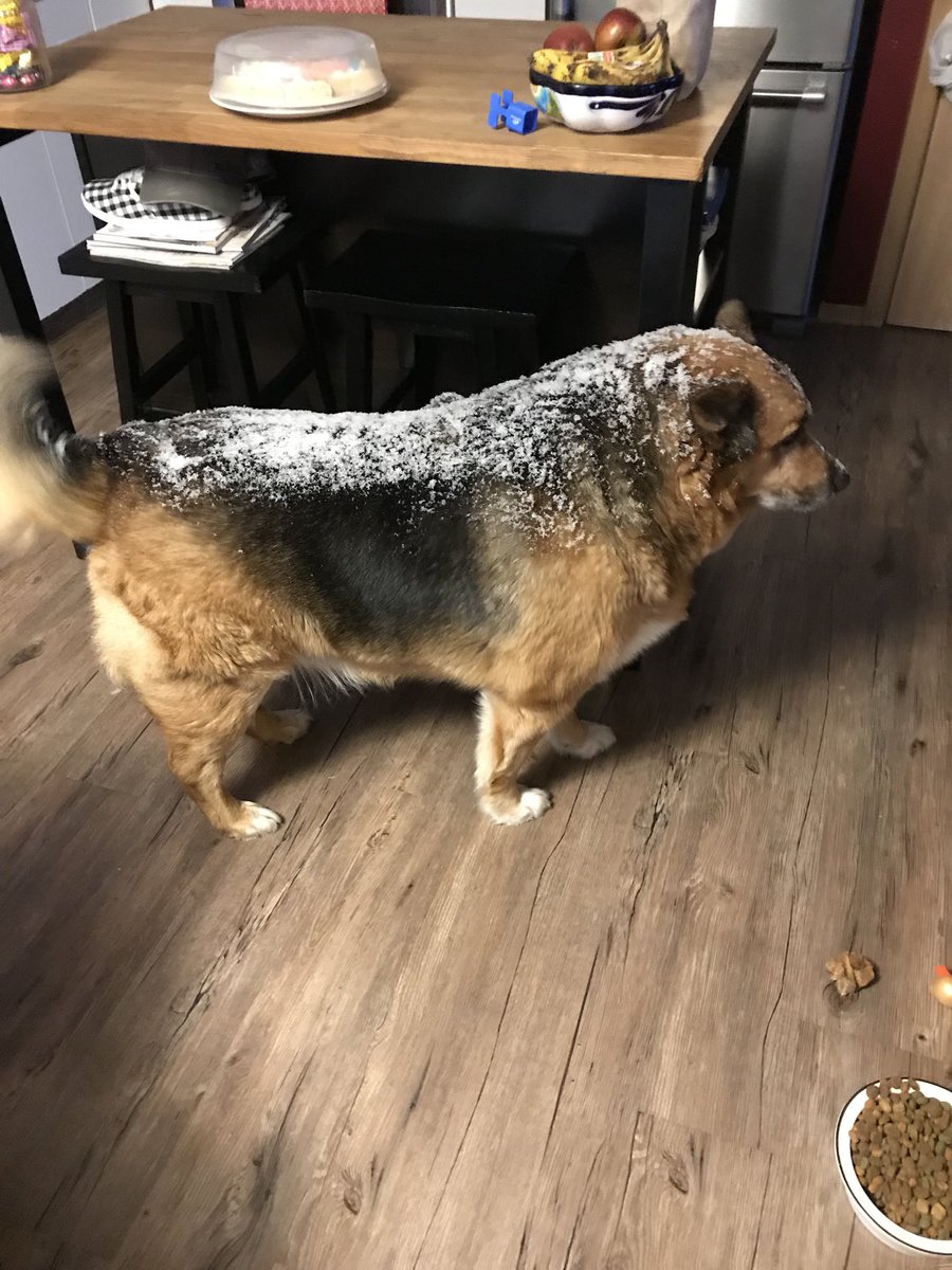 albeebercouncil's tweet photo. Last night. Spring dandruff. #snow #notsogoodfriday #yql -16 out right now and we’re staying in....TIL June https://t.co/CkunxhJUET