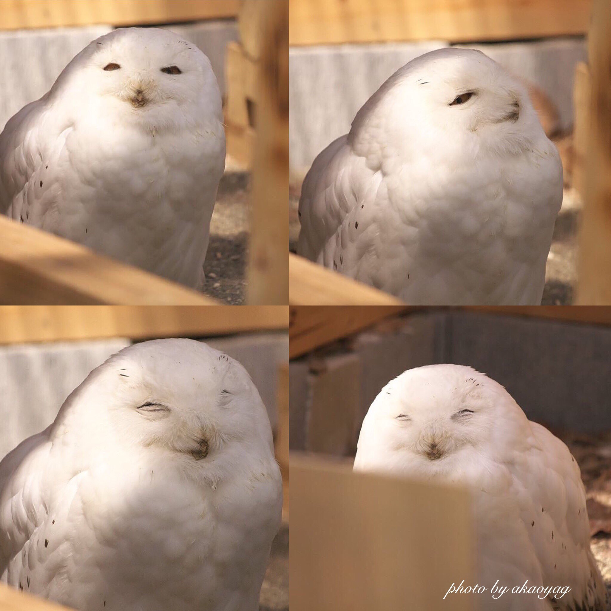 Royg とりあえずオマエ 頼むからその顔ヤメレwww シロフクロウ 白フクロウ フクロウ ふくろう 埼玉県こども動物自然公園 Royg とりあえずオマエ 頼むからその顔ヤメレwww シロフクロウ 白フクロウ フクロウ ふくろう 埼玉県こども動物自然公園