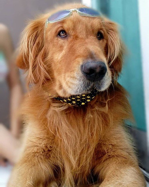 Johnthefish92's tweet photo. Reposting @buddy_cg: - via @Crowdfire
Gente vou curtir meu feriadão, olha minha cara de animação 😂👌😎
°
°
°
#buddy #buddydog #amodog #emporiopetma #bandana #oculos #feriadao #curtir #vemsorteio #pascoa #bomdia #curtam #achadosdasemana #diadafofura #dog #amo #pet #fofo #dogs https://t.co/usJG1p72Jv