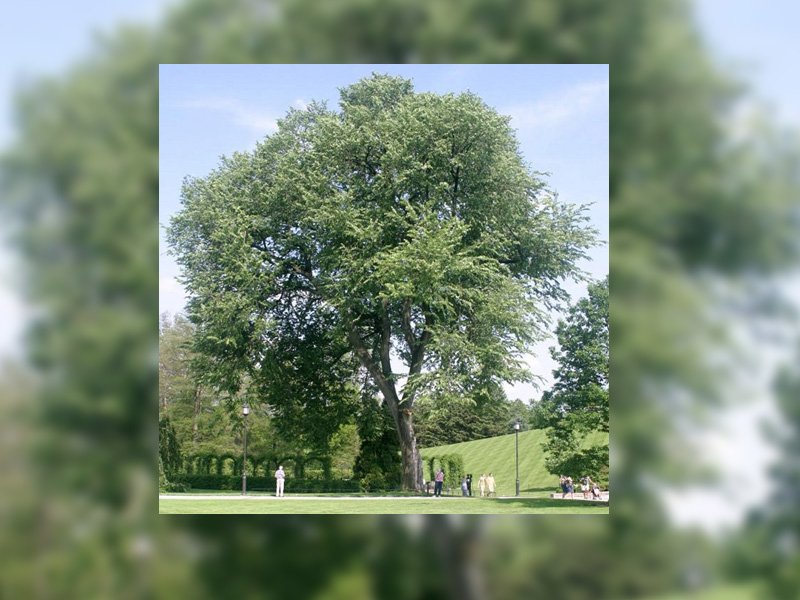 Annual Ban on Pruning Elm Trees Starts Sunday dlvr.it/QN19rK https://t.co/uLP7iyzTqb