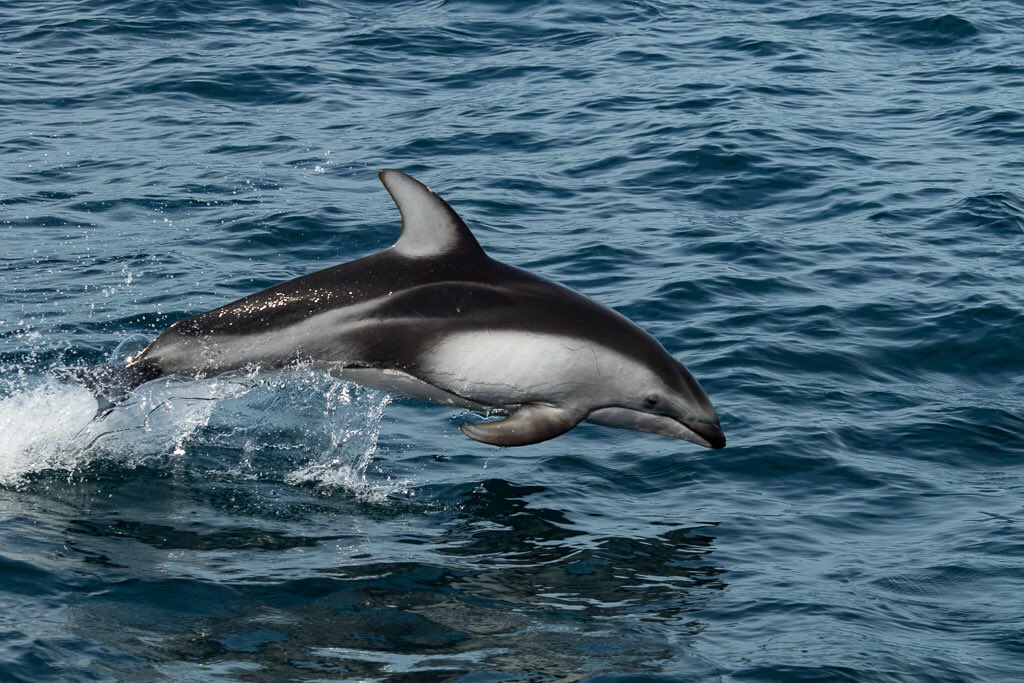 Leap in to the weekend. Are you enjoying spring break? #monterey #whalewatching #dolphin