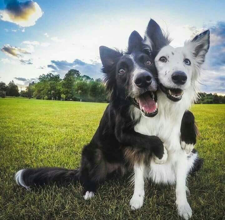 granolabarks's tweet photo. Be sure to hug or help a friend today! Even a small gesture like a phone call or text can make somebody’s day brighter. #kindnessmatters #internationalhappinessday #DogsAreFamily https://t.co/lUI9wJjOLy