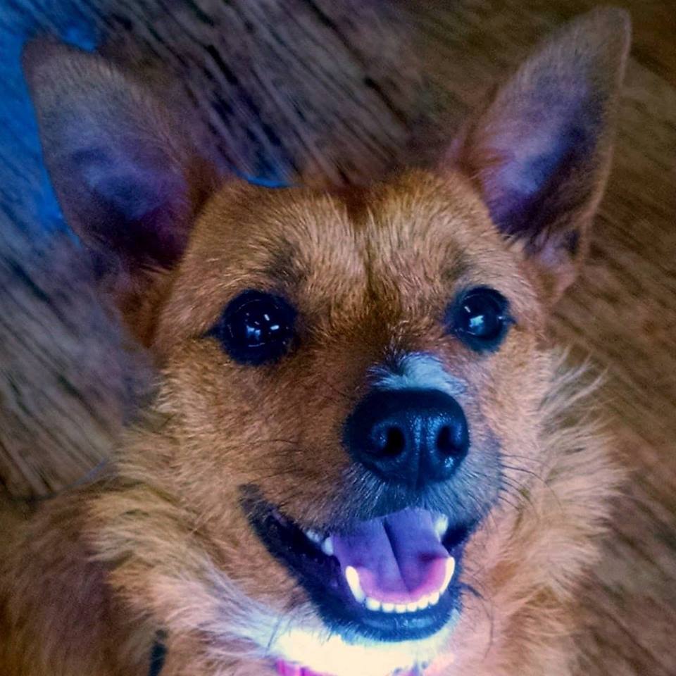chik7124's tweet photo. @USA_Network #MYDOGONTV https://t.co/4DzBszDk6E