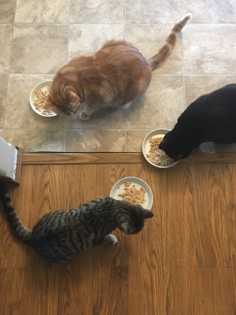 thekittensthree's tweet photo. Salmon treats for Skimble's birthday! https://t.co/qqlrh69Sup