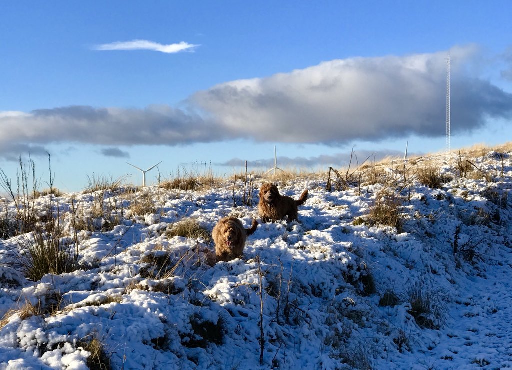 WindyWilson88's tweet photo. Just to clarify guys . . . Only ONE of the images below is of SNOW, the other is an embarrassment . . . Please donโt be posting up embarrassing photos and telling me itโs snowing
#Embarrassing #DontBeAFud #EasterMonday #NeverFearWindysHere #SnowOnly https://t.co/BCtlzycemC