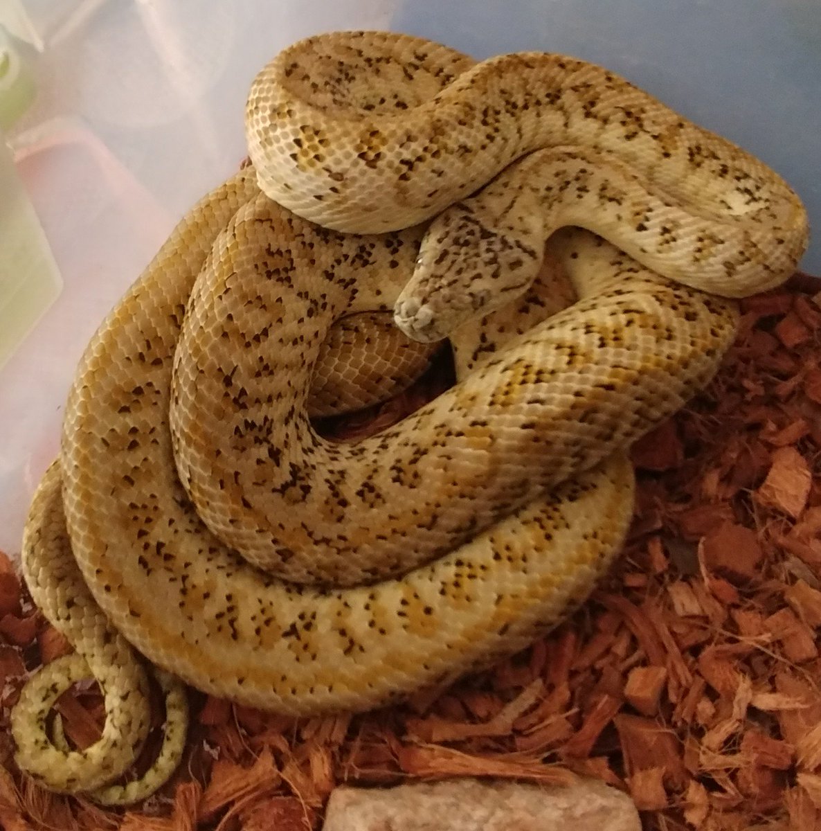mdwii23's tweet photo. Male Super Caramel Zebra Jaguar #ExoticAssassins #male #SuperCaramel #zebra #jaguar #nc #businessman #business #python #snake #reptile https://t.co/sMVjDFVxQA