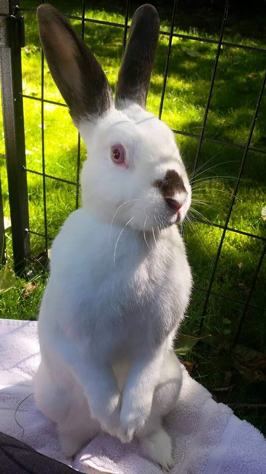 Special Bunny tweet media