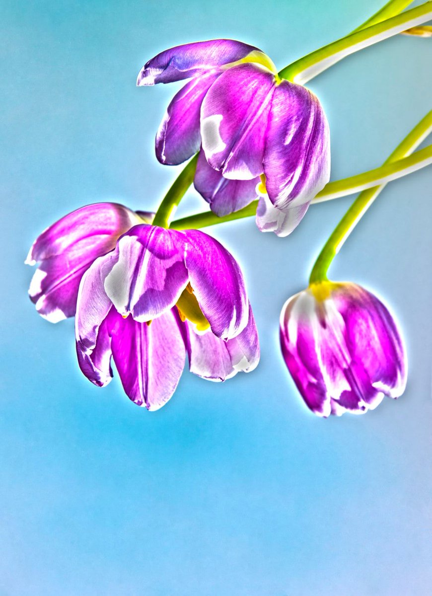 Tulips via <a href="/joopbruurs/">Joop Bruurs</a> #illustration #design bit.ly/2H4jDlT