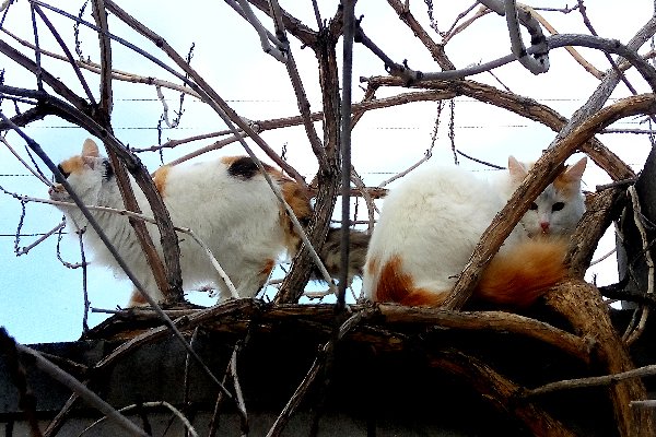 Cat_Invaders tweet picture