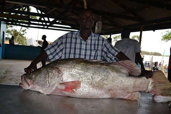 Tanzania, Uganda and Kenya launches initiative to increase Nile perch stock in Lake Victoria bit.ly/2uBNUpm