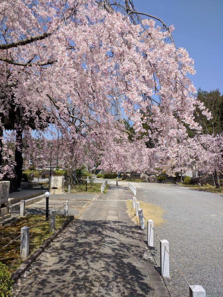 HOPE_BIRTH's tweet photo. #GEM
ゆく道に沢山の花が咲きますように https://t.co/ZhxxrDFoW1