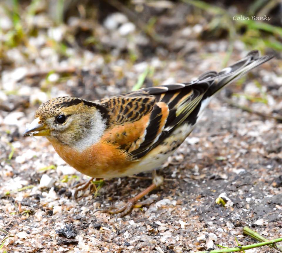 EssexWildlife tweet picture