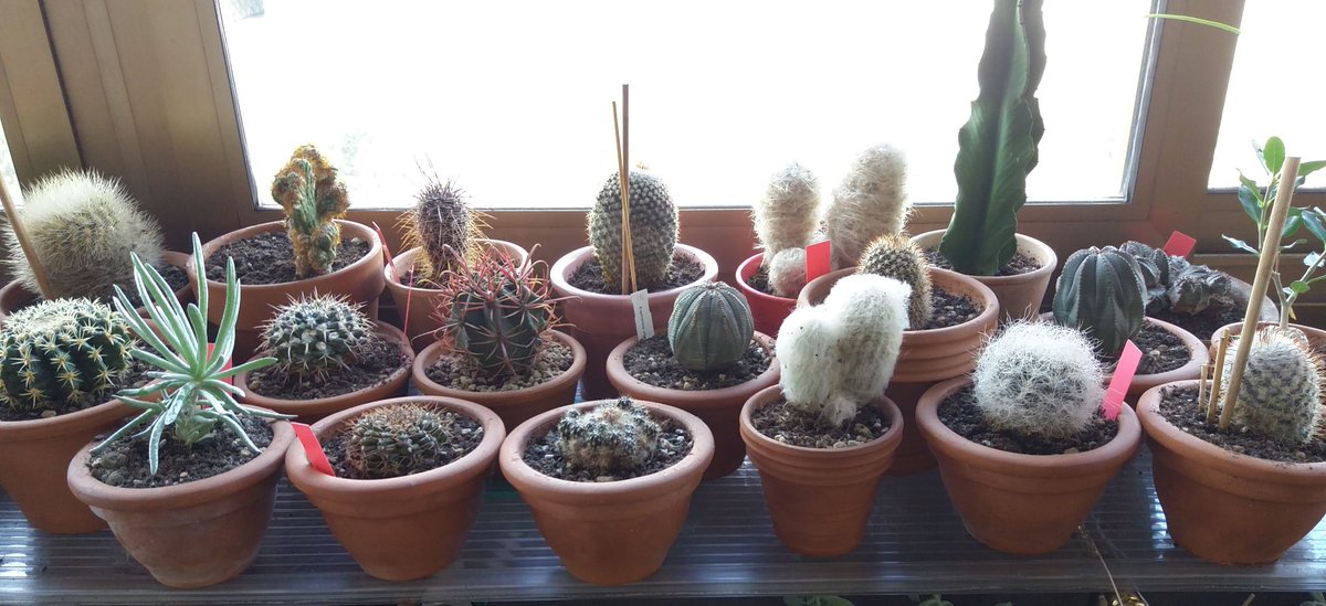 appgiardiniera's tweet photo. ...piccole spinose e grassottelle...#cactacee #cactus #cacti #piantegrasse https://t.co/n8ps7drxnJ