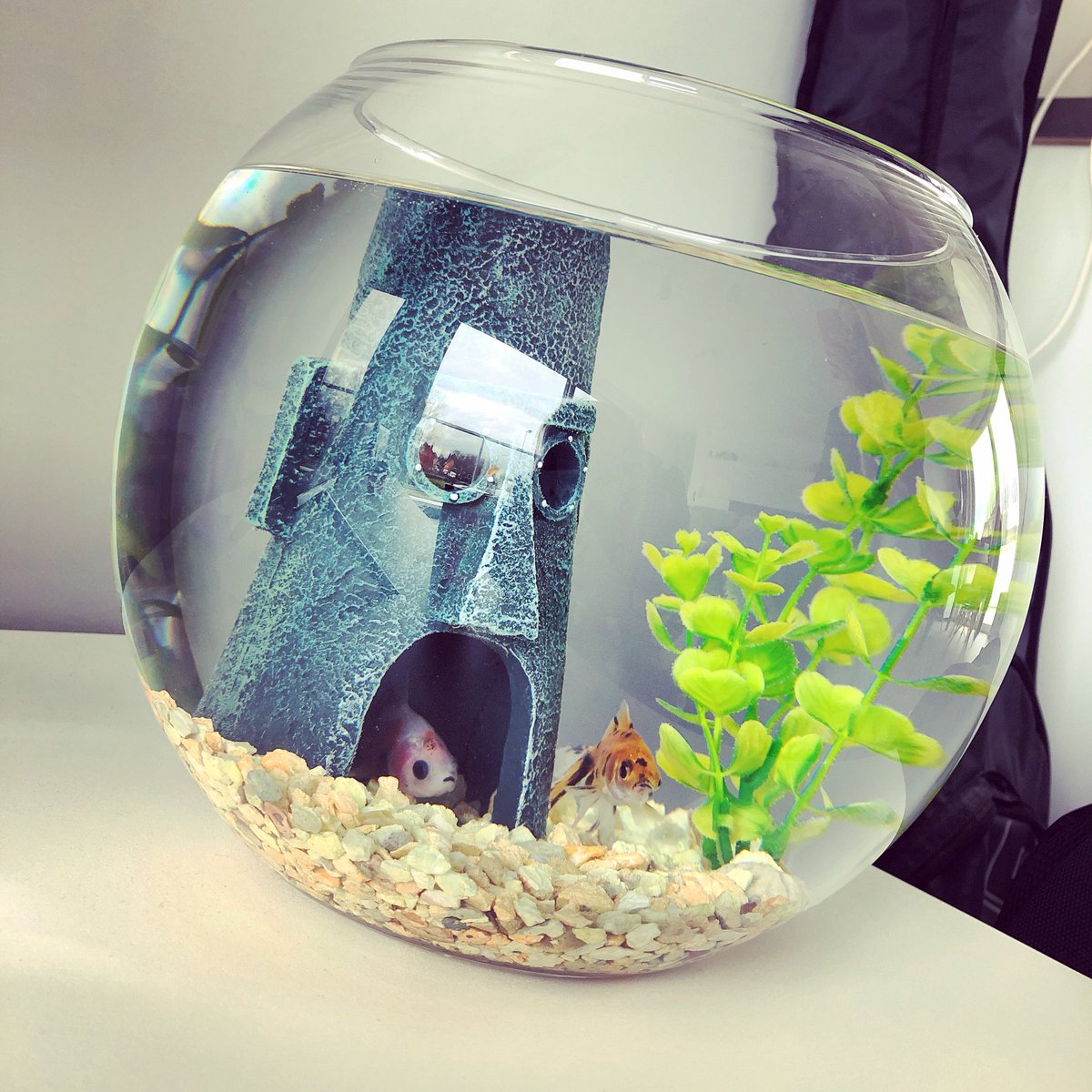 steffieeckhout's tweet image. Marcel &amp;amp; Leon 🐟 #newhousemates #firstpets