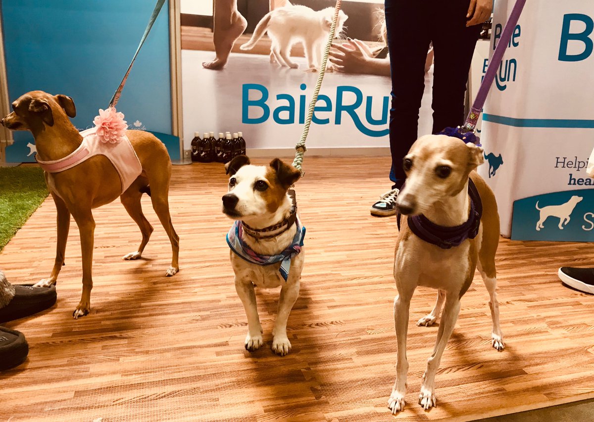 BaieRunPets's tweet image. A few good pals stopped by for a sniff. #baierunpets #CanadaPetExpo @ldoridam