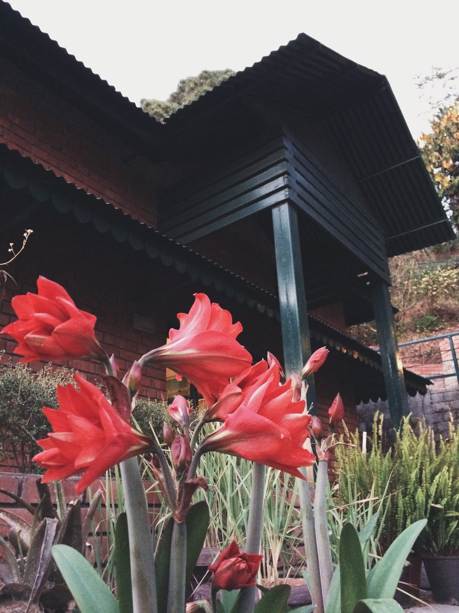 imahimaagarwal's tweet photo. Just got here at @baikunthresorts , the beautiful venue for #KasauliRnB Festival by @genesisfndn ✨ Can’t wait to see what Day 2 has in store!! #KRBF2018 https://t.co/afpfnnsY5I