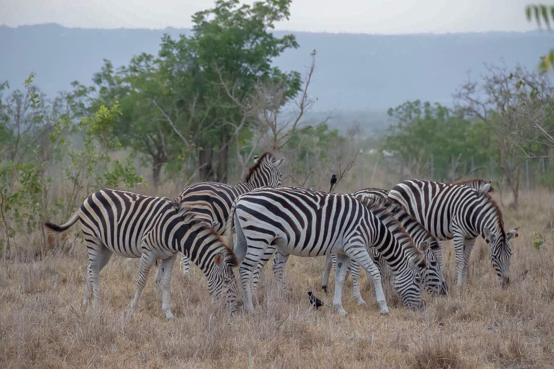 AbeikuSantana's tweet photo. #SeeGhana with Kaya Tours Ghana π¬π Your Number 1 Travel and Tourism Professionals Happy Stay........ #DestinationAkosombo #TravelWithKaya #LetsGoAkosombo #KayaTravels #EasterTours #wedotourism #wildlife #Zebras #shaihills #Seeghana #TraveltoGhana #Mrtourism #Abeikusantana https://t.co/vZ1EJU3g9W