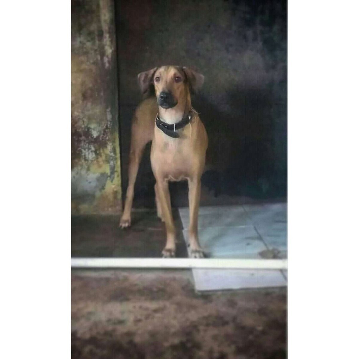 Keiko necesita su propia familia. 6496-9570 @RobaMorena <a href="/FeriaYoReciclo/">Feria Yo Me Reciclo</a> <a href="/martamartinelli/">Marta de Martinelli</a> <a href="/quinnannette/">Annette Quinn</a> @adoptapanama <a href="/PanamaPuntoCom/">Jayden 😈</a> <a href="/mascotaspanama/">mascotas panama</a> <a href="/RTPanama/">Roberto Tomas</a> <a href="/RTChiriqui/">Retweet Chiriqui</a> <a href="/rt_penonome/">RT Penonome</a> <a href="/RTCocle/">Retweet Provincias Centrales</a> <a href="/BCBRP/">Bomberos De Panamá</a> <a href="/DavisZone/">Ubaldo Davis Senior 🇵🇦</a> <a href="/denunciapma/">Denuncia Panamá</a>