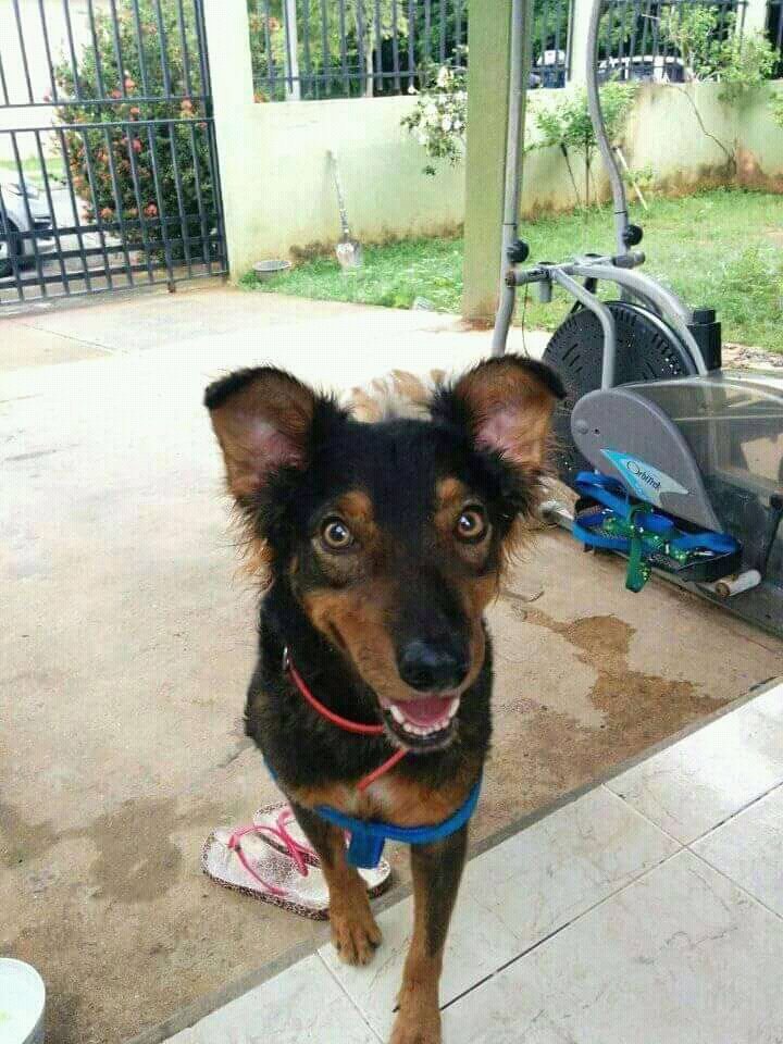 Micky necesita su propio hogar. 6496-9570 @RobaMorena <a href="/FeriaYoReciclo/">Feria Yo Me Reciclo</a> <a href="/feriadecocle/">Feria de Coclé</a> <a href="/ArraijanPTY/">Arraiján</a> <a href="/RTPanama/">Roberto Tomas</a> <a href="/RTChiriqui/">Retweet Chiriqui</a> <a href="/RTCocle/">Retweet Provincias Centrales</a> <a href="/rt_penonome/">RT Penonome</a> <a href="/serviexpresspty/">Servi-Express Panamá</a> <a href="/quinnannette/">Annette Quinn</a> @laonetwo507 @Q_XOPA_PTY <a href="/BCBRP/">Bomberos De Panamá</a> <a href="/huellitaspme/">HuellitasDesamparada</a> @noticiasenelpty