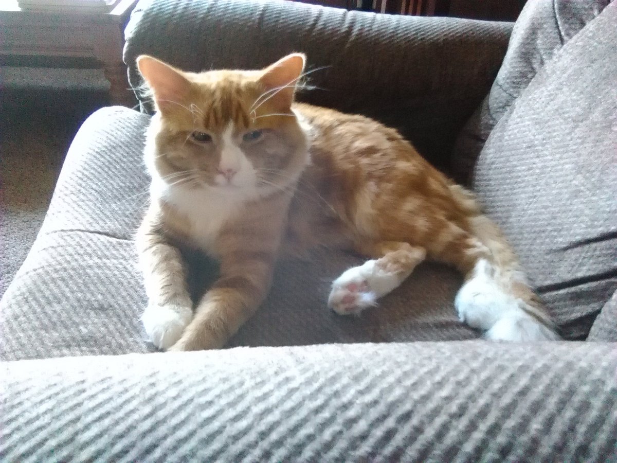 MacTheGingerCat's tweet photo. #MoreAddictiveThanTwitter saving cats. #AdoptDontShop #Caturday #CatsOfTwitter https://t.co/mNcHr9v8ya