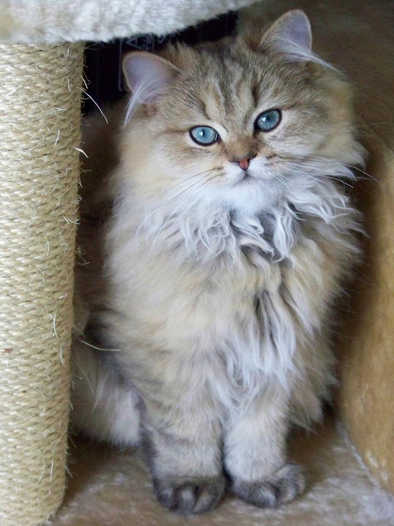 a beauty 🌹                    ❤️ 😻 🍀 ☄️ ❤️