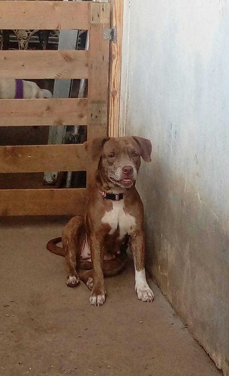 Celeste en adopcion, esterilizada. 6496-9570 <a href="/spaypanama/">Spay Panama</a> @RobaMorena <a href="/FeriaYoReciclo/">Feria Yo Me Reciclo</a> <a href="/spaypmaazuero/">Spay/Panama-Azuero</a> <a href="/MetroLibrePTY/">Metro Libre</a> <a href="/KatleenLevyG/">Katleen Levy García</a> <a href="/pty5o7/">pty 507</a> <a href="/RTPanama/">Roberto Tomas</a> <a href="/ArraijanPTY/">Arraiján</a> <a href="/ZulayRL/">Zulay Rodríguez Lu</a> @noticiasenelpty <a href="/VoluntarioPTY/">Voluntarios de Panamá</a> <a href="/Coclesano0202/">Provincia de Coclé</a> <a href="/EncuentraPTY1/">Encuentra Panama</a>